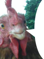 384x512