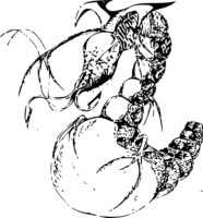8n6EuXIr.жипег