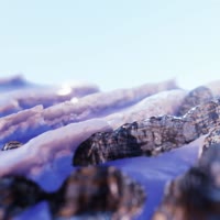 800x800
