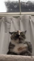 406x720