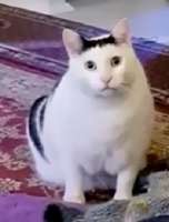 258x339