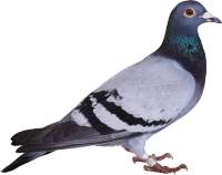 884