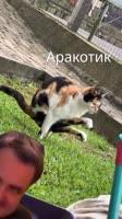 480x854