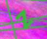 97x80