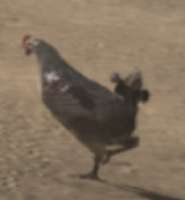 300x323