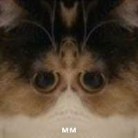 520x519