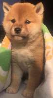 388x711