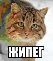 240x277
