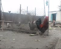 450x360