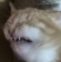 340x346