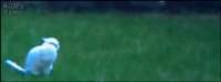 300x112