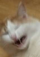 190x266
