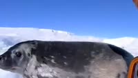 480x272