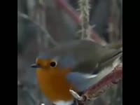 480x360