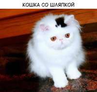 600x569