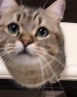 480x600