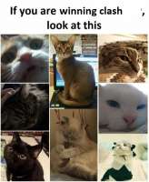 492x597