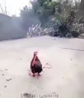 310x360