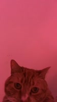 576x1024