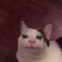 368x368