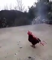 310x360