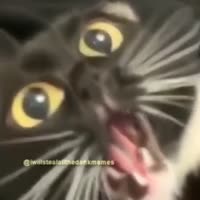 480x480