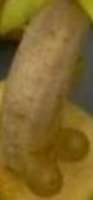 200x428