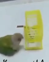 288x360
