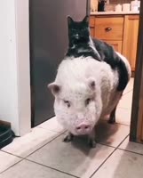 360x446