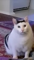 480x854