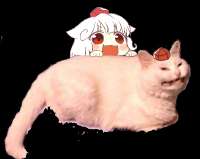 536x427
