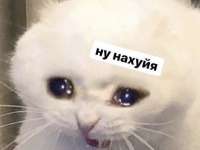 503x378