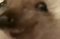 480x320