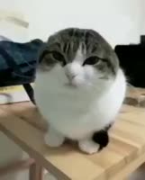 240x298