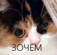 600x584