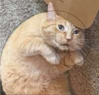 750x726