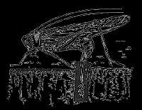 240x185