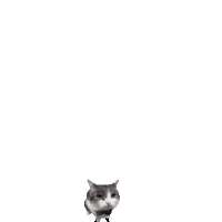 300x300