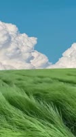 480x854