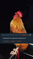 540x960