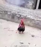 310x360