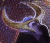 177x151