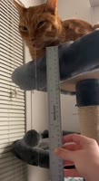 464x848