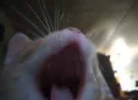 480x352