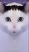 480x852