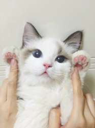 33