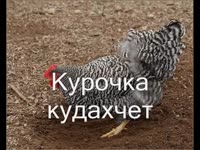 480x360