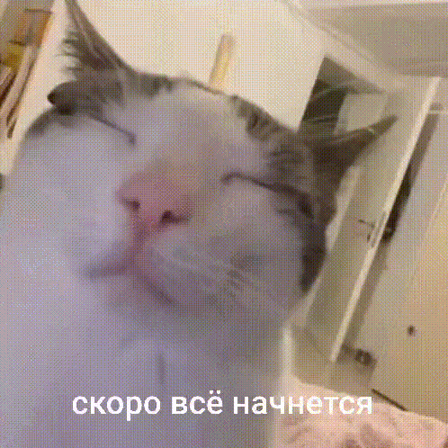 498x498