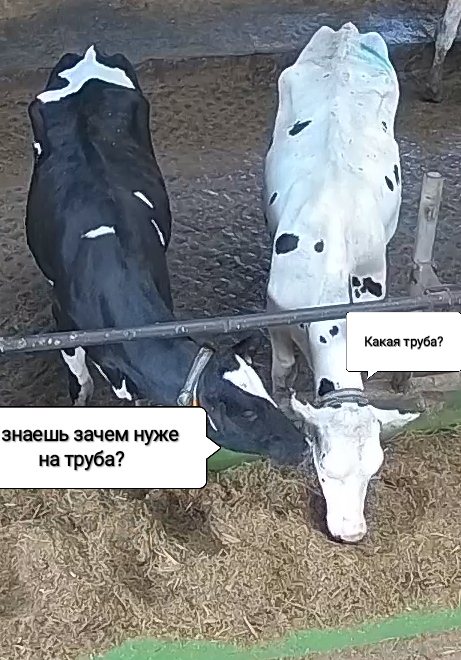 461x660