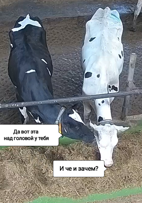 461x660